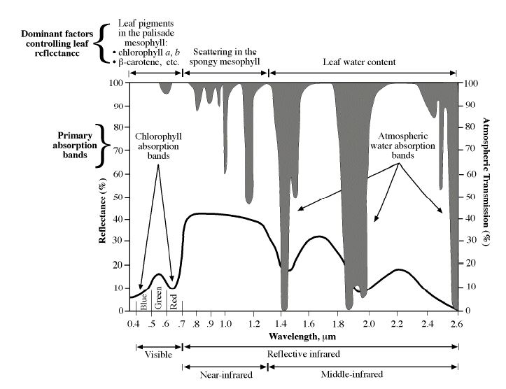 0.4 – 2.6 μm 사이 파장에서 신선한 녹색식물에 의한 스펙트럼 반사율