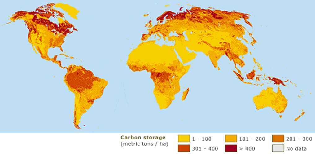 지상과 지하에서 생장하는 식생과 토양에 의한 전세계적 탄소 저장
