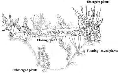 수생초본식물의 분류