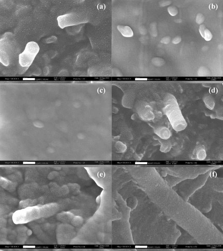 SEM images of epoxy/AF-VGCNF nanocomposites