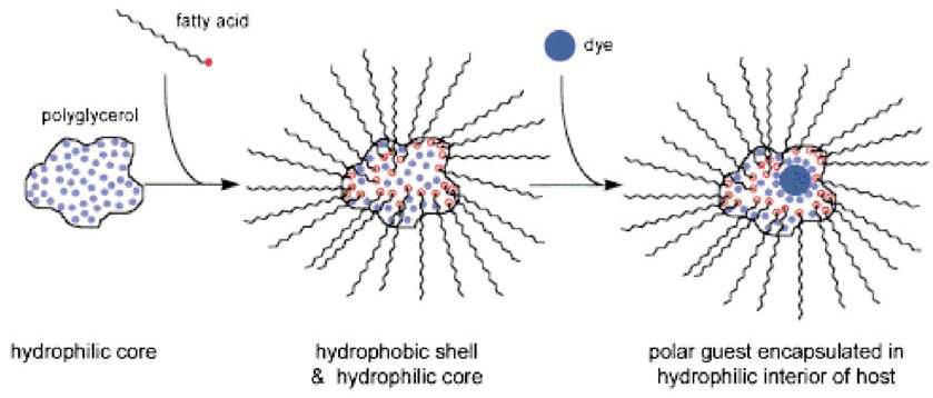 Nanocapsule로서이 하이퍼브랜치 고분자.