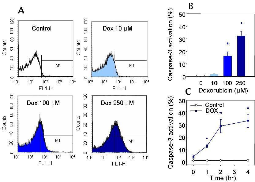 Effects of doxorubicin (DOX) on caspase-3 activity.Flow cytometric studies of caspase-3 activation using PhiPhiLuxG1D2.