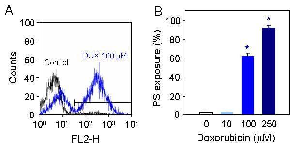 Effects of doxorubicin (DOX) on phosphatidylserine(PS) exposure.Flow cytometric studies phosphatidylserine exposure induced by DOX using of annexin V binding.