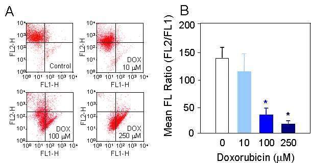 Effects of doxorubicin (DOX) on mitochondrial transmembrane potential.Flow cytometric studies of mitochondrial transmembrane potential using JC-1.