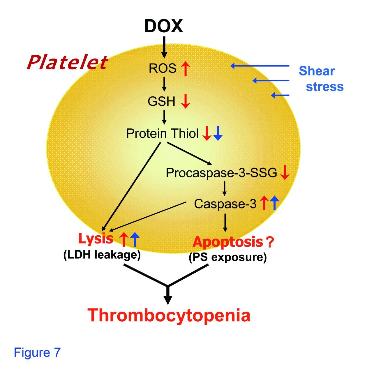 Schematic Diagram for Doxorubicin-Induced CytotoxicityProcaspase-3-SSG; S-glutathiolated procaspase-3, PS; Phosphatidylserine, Procaspase-3-SSG; S-glutathiolated procaspase-3, PS; Phosphatidylserine, ROS; reactive oxygen species. Blue colored arrow; effect by shear stress.