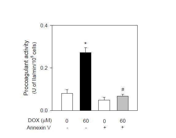 PS-dependency of doxorubicin(DOX)-enhanced procoagulant activity．　Effect of doxorubicin was attenuated by purified annexin V which blocks the interaction of PS with coagulation enzymes. Values are mean ± SEM of 3 independent experiments.