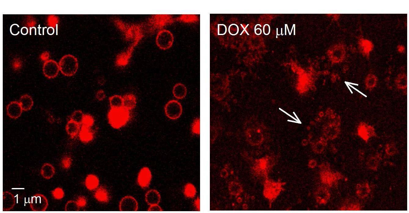 Identification of generated MPs using confocal microscopyExposure of doxorubicin to adherent platelets on fibrinogen-coated coverslips to generate MPs.