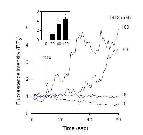 Kinetic studies of intracellular calcium levels in doxorubicin (DOX) treated platelets. To examine the effect of doxorubicin on intracellular calcium levels, fluo-3 loaded platelets were exposed to doxorubicin. The fluorescence intensities were measured continuously. Tracings of representative data of 3-4 independent experiments are shown.