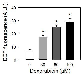 Reactive oxygen generation was measured in flow cytometry using DCF-DA (5 μM). Cells were considered to be positive when the fluorescence intensity was > 99% of the signal from the DCF-unloaded control group.