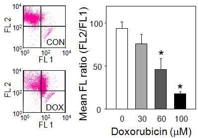 Change of mitochondrial membrane potential (Δψm) was determined by flow cytometry using JC-1, which shows green fluorescence (FL-1) in collapsed Δψm. Representative histograms from three independent experiments are shown.