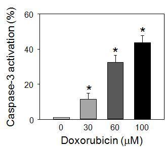 Activation of caspase-3 was measured by flow cytometry using PhiPhiLux-G1D2, a fluorescent substrate for caspase-3. Data are expressed as percentage of positive cells, of which fluorescence intensity was > 99 % of the signal from negative control group without PhiPhiLux-G1D2.