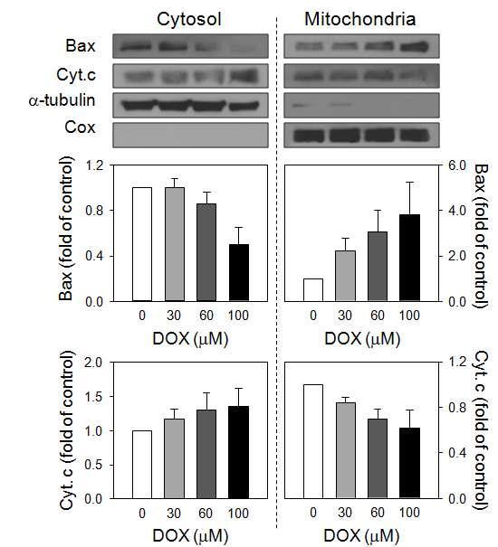 Cytochrome c (cyt c) release and mitochondrial translocation of Bax were evaluated by measuring their levels in platelet mitochondrial fraction and cytosolic fraction using western blot.