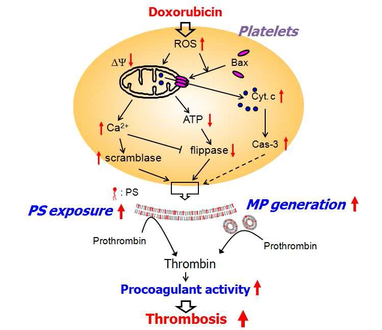 Suggested mechanism of DOX-induced platelet procoagulant activity.