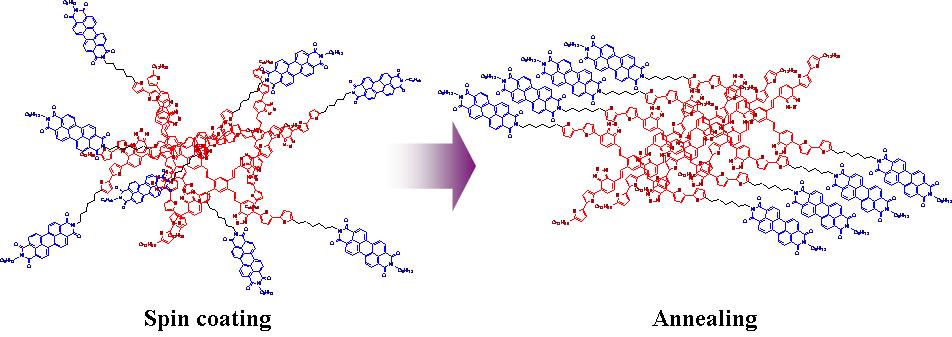 n- & p-type dual functional dendrimers의 결정화 및 demixing 과정 모식도.(3) Photoreactive p-type polymer와 dendrimers