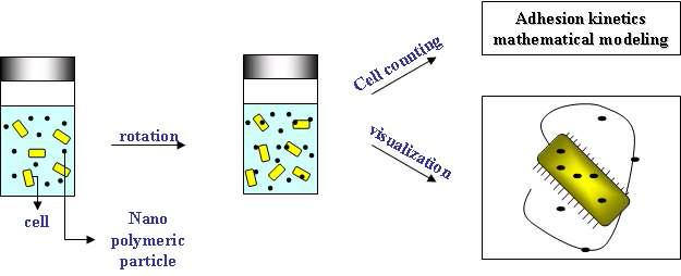 나노 고분자 입자의 미생물 표면으로의 흡착