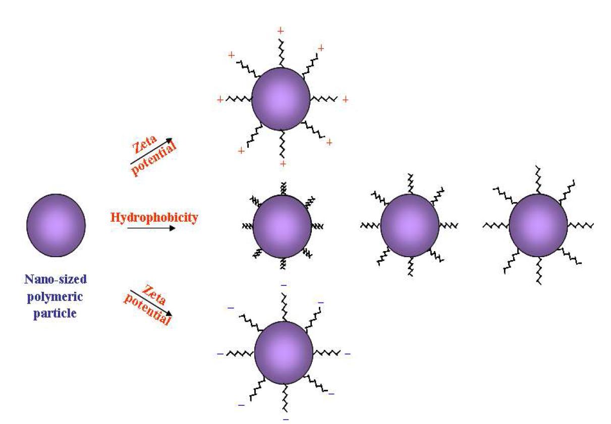 나노 고분자 입자의 추가 개질 개요도