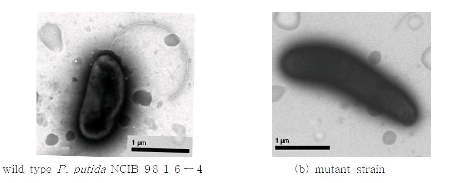 본 연구에서 사용된 P. putida NCIB 9816-4와 돌연변이 균주의 TEM image