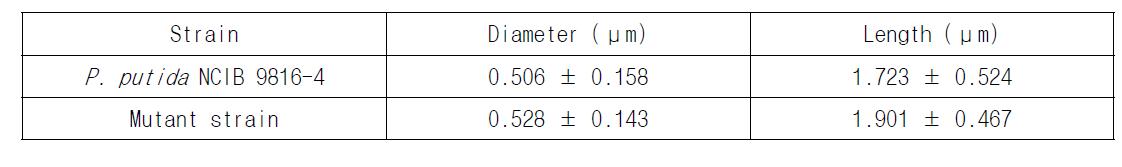 exponential phase에서 P. putida NCIB 9816-4와 mutant strain의 크기