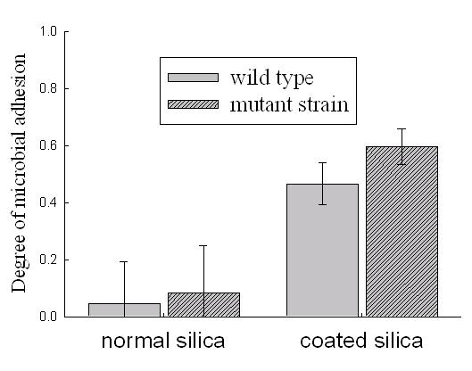 미생물의 silica gel 표면으로의 흡착 결과