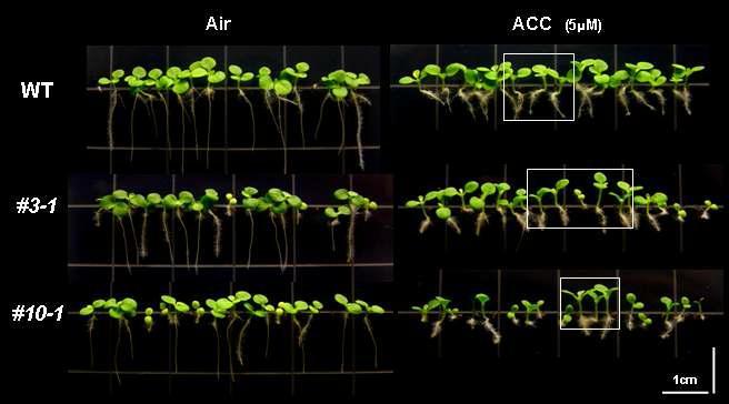 Ein3-AS 형질전환 유식물 (T2) 에서 ACC를 처리한 후 표현형 조사 (WT: 야생형; #3-1과 #10-2: Ein3-AS식물체)