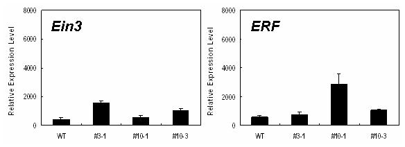 qRT-PCR을 이용한 Ein3 및 ERF 유전자 발현 분석 (WT: 야생형; #3-1, #10-1, #10-3: Ein3-AS 식물체)