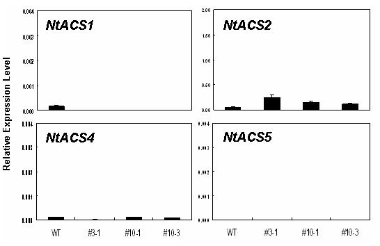 qRT-PCR을 이용한 NtACS 유전자들의 발현 분석