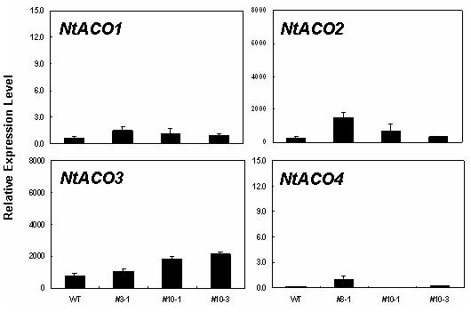 qRT-PCR을 이용한 NtACO 유전자들의 발현 분석