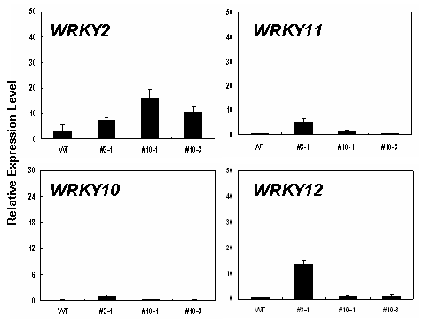 qRT-PCR을 이용한 WRKY 유전자들의 발현 분석