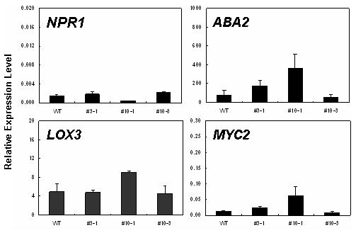 qRT-PCR을 이용한 NPR1, ABA2, LOX3, MYC2 유전자 발현 분석