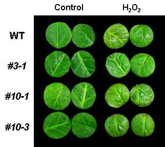100mM H2O2를 처리 후 표현형 변화 (WT, 야생형; #3-1, #10-1, #10-3, Ein3-AS 식물체)