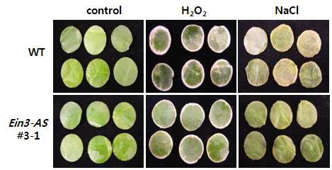 100mM H2O2와 400mM의 NaCl을 처리 한 후 표현형 변화