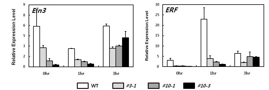 qRT-PCR을 이용한 Ein3 및 ERF유전자 발현 분석 (WT: 야생형; #3-1, #10-1, #10-3: Ein3-AS식물체)