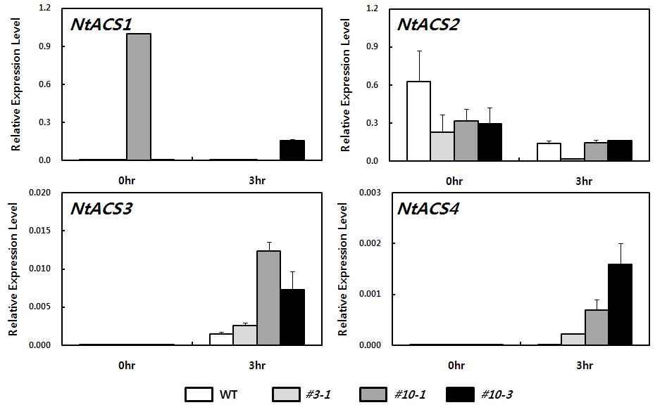 qRT-PCR을 이용한 NtACS 유전자들의 발현 분석