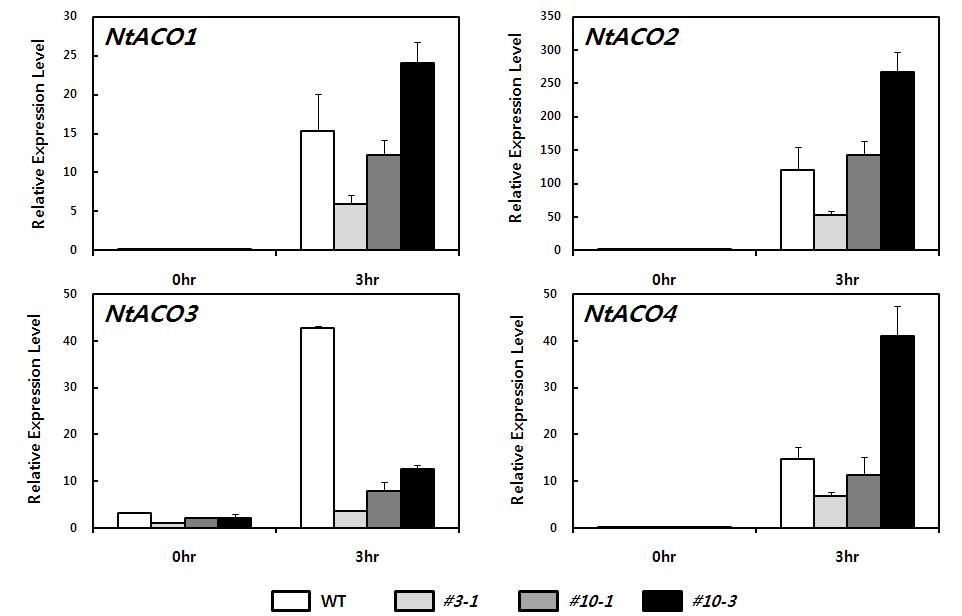 qRT-PCR을 이용한 NtACO 유전자들의 발현 분석