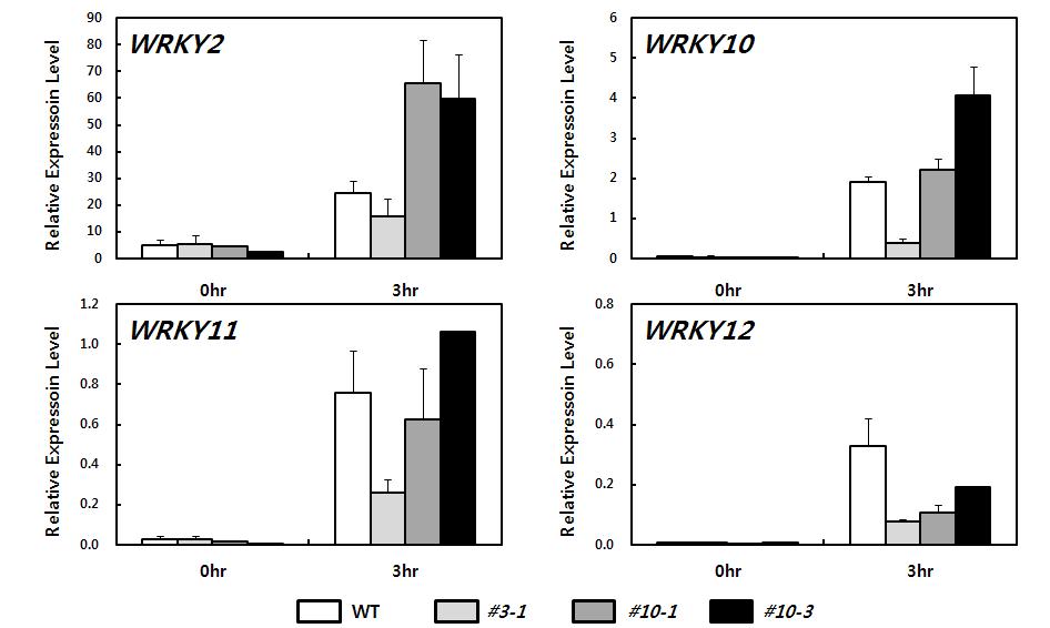 qRT-PCR을 이용한 WRKY 유전자들의 발현 분석