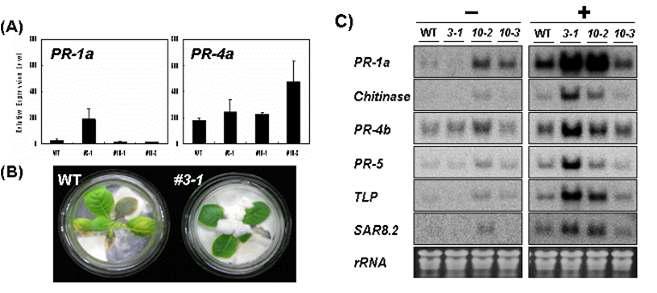 생물적 스트레스에 대한 저항성 분석 (A, qRT-PCR; B, Phytophthora 병원균 감염사진; C, Northern 분석)