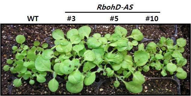 약 6주 된 RbohD-AS 형질전환 유식물의 생장 정도