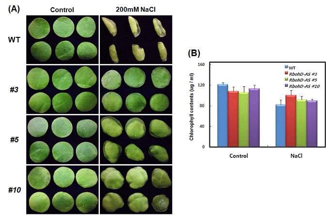 200mM NaCl (72시간) 처리 후 표현형 확인(A) 및 엽록소 함량 분석(B)