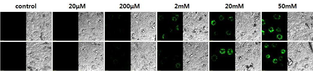농도별 H2O2(30분 처리)에 의한 ROS 축적 확인