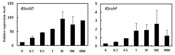 농도별 ACC(μM)처리(30분 처리)에 의한 RbohD와 RbohF 발현 분석