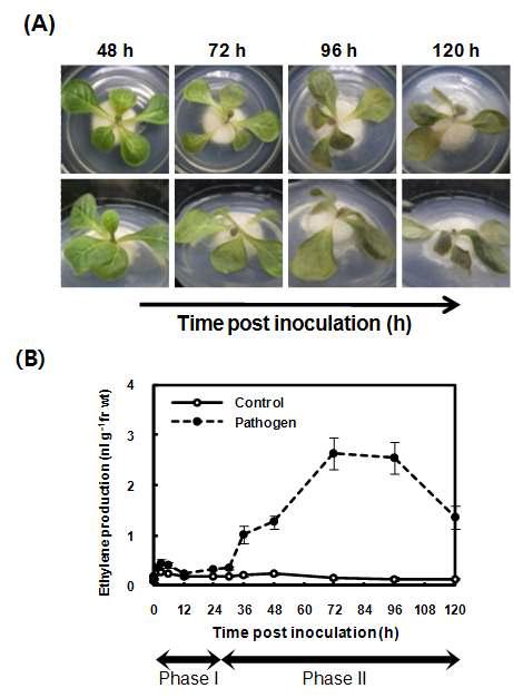 병원균 감염에 의한 표현형 관찰(A) 및 에틸렌 생성량 측정(B)