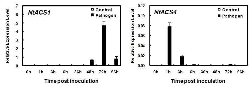 병원균 감염에 의한 NtACS1과 NtACS4의 유전자 발현 변화