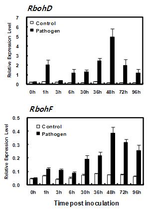 병원균 감염에 의한 RbohD와 RbohF 유전자 발현 변화