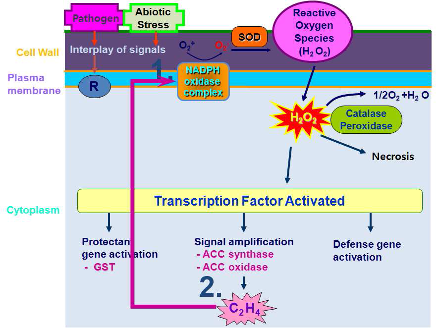 에틸렌 및 ROS의 synergistic action model