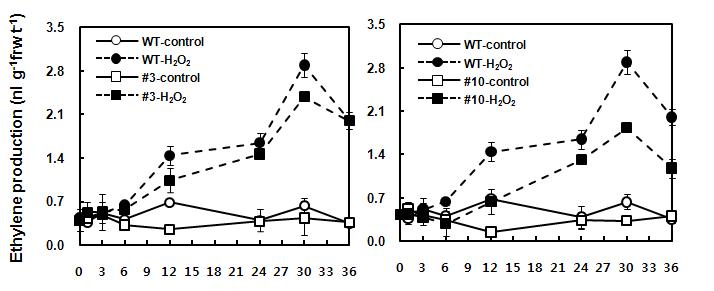 H2O2 처리 후 에틸렌 생성량 측정 (RbohD-AS 형질전환 식물체)