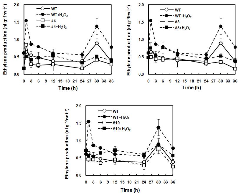 H2O2 처리 후 에틸렌 생성량 측정 (RbohF-AS 형질전환 식물체)
