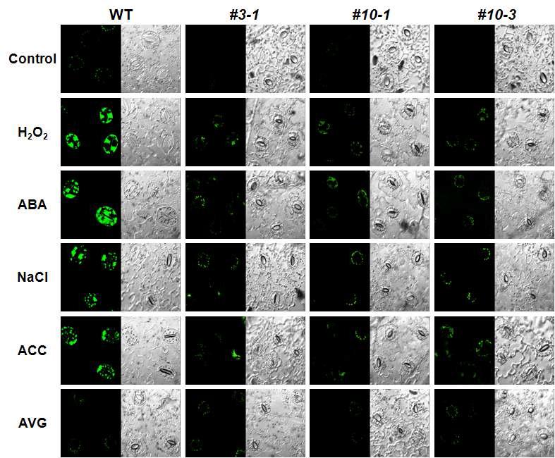 야생형 식물체와 Ein3-AS 식물체에 비생물적 스트레스 및 에틸렌 합성물질과 억제물질을 처리(30분)한 후 ROS 축적 확인 (DCFH-DA 염색 이용) (H2O2, 20mM; ABA, 100μM; NaCl, 200mM; ACC, 100μM; AVG, 5μM)
