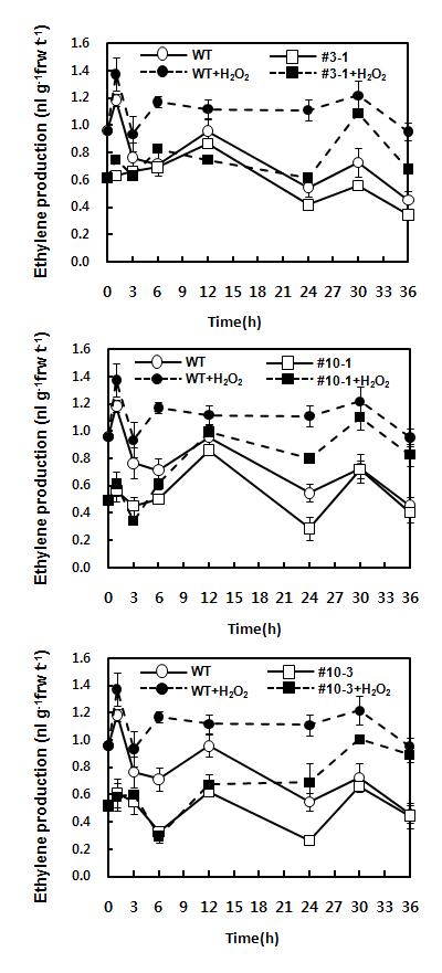 H2O2 처리 후 에틸렌 생성량 측정