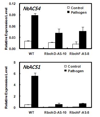 병원균 감염 후 NtACS4와 NtACS1의 발현 변화