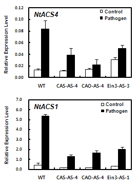 병원균 감염 후 NtACS4와 NtACS1의 발현 변화